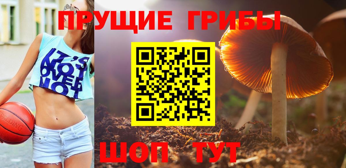 Галлюциногенные грибы Psilocybine cubensis Всеволожск